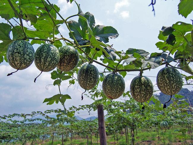 良心堡镇檀树村(吊瓜)